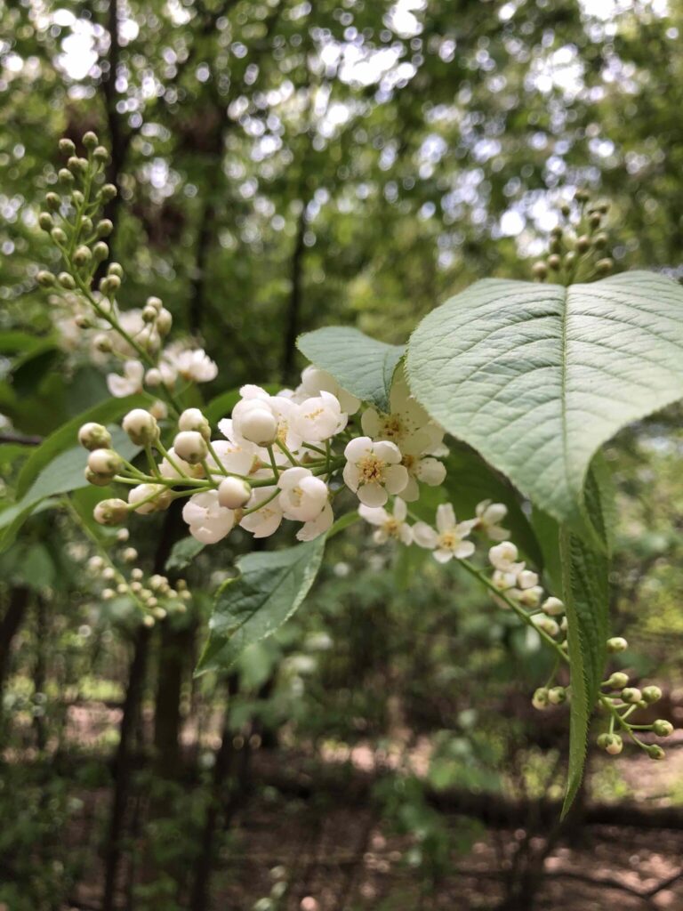 Close-up photo of small white blossoms on a tree branch