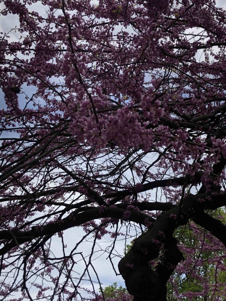 Branches of a blooming redbud tree