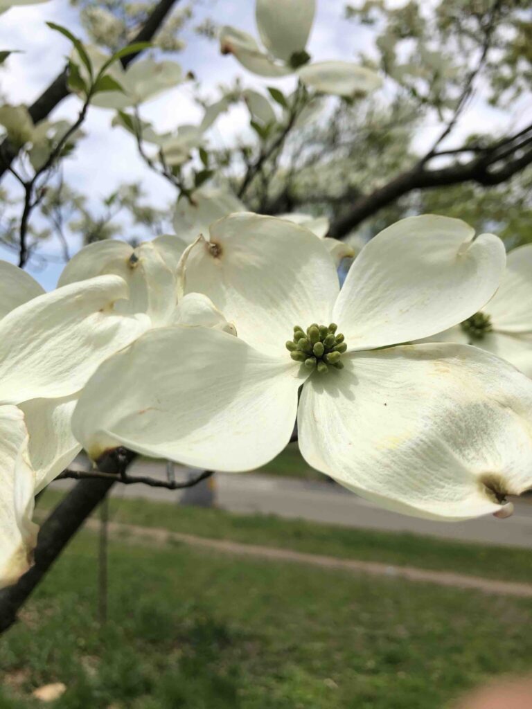 Close-up photo of a white dogwood blossom